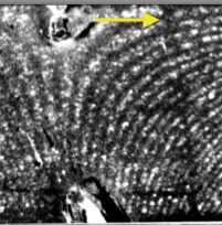 Cosserat hologram of deformation