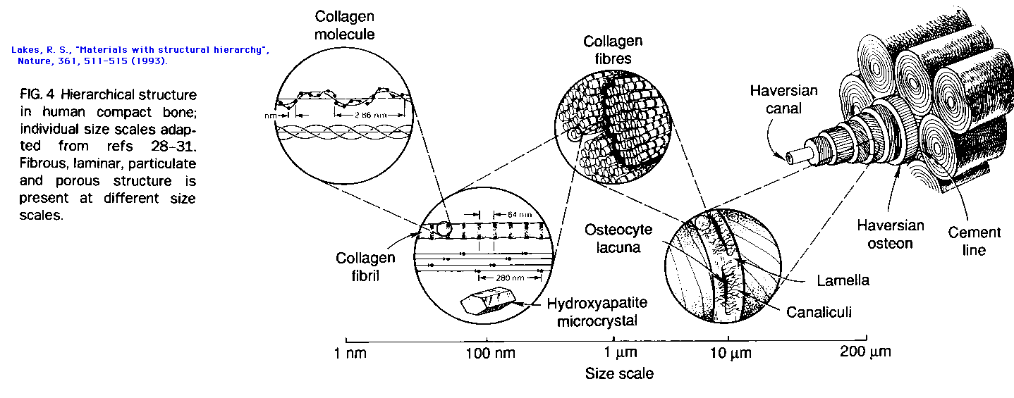 bone hierarchical structure