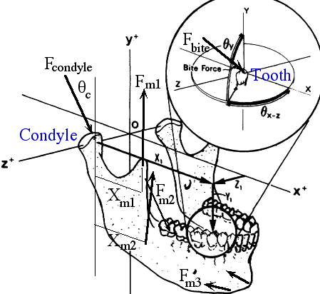 bite diagram